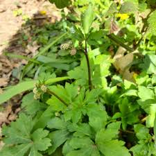 Image result for Sanicula elata