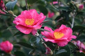 Kanjiro Camellia Monrovia Kanjiro Camellia Yuletide Camellia Plants Growing Shrubs