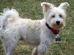 Ckc registered west highland white terrier puppies for rehoming for sale adoption from mayo mayo @ adpost.com classifieds > ireland > #10553 ckc registered west highland white terrier. Chicago Il Westie West Highland White Terrier Meet Delta A Pet For Adoption