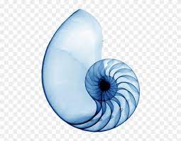 Download And Share Clipart About Spiral Shell Blue Nautilus Shell Xray Find More High Quality Free Transparent Png Modern Graphic Art Spiral Shell Nautilus