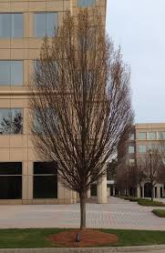 Best advice & support throughout Upright European Hornbeam Carpinus Betulus Fastigiata From Taylor S Nursery