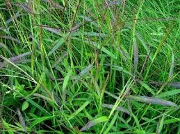 Image result for Digitaria acuminatissima