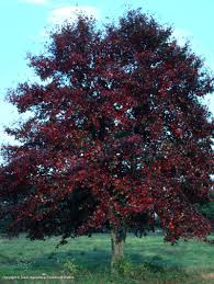 Image result for tupelo tree