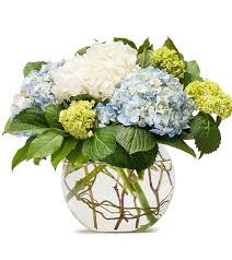 Vertuccio farms in mesa, arizona (a phoenix suburb). Beautiful Cream Blue And Green Hydrangea Are Arranged In A Bubble Bowl Creat Hydrangea Arrangements Hydrangea Flower Arrangements Blue Hydrangea Centerpieces