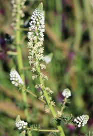 Image result for Resedaceae