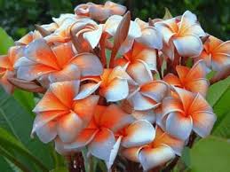 Pin On Exotic Tropical Flowers Plants