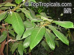 Image result for Ficus saussureana