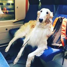 The borzoi is proud and loyal to its family. Borzoi Borrowmydoggy Leaving Pawprints Of Happiness