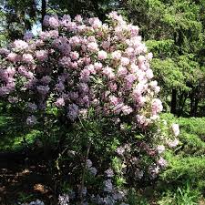 Camellia japonica can grow up to. Ten Screening Shrubs For Shade