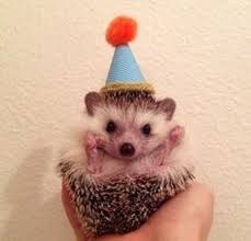 17 Things To Do While People Are Singing Happy Birthday To You Cute Hedgehog Hedgehog Pet Hedgehog Birthday