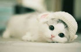 Online dapatkan cat pola wallpaper. Kucing Comel Hd 81021 Nama Untuk Kucing Comel Lucu Dan Unik