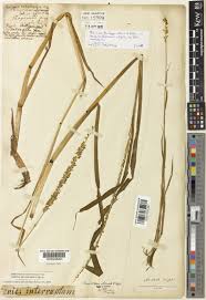 Image result for Sacciolepis africana