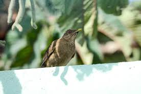 For more information click here: The Bird Who Rules Costa Rica And The Language Of Rain