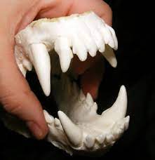 Wolf Dog Hybrid Jaws Teeth Cast Taxidermy Ebay