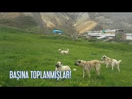 Tam Azapa Gore Bir Disi Buldum Ciftlesme Doneminde Disi Azap Baba Olacak Youtube