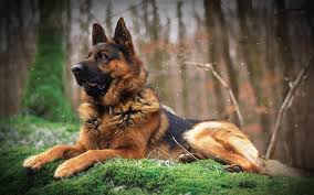 Black And Brown Large Dog Breeds Download Wallpapers German Shepherd Dog Big Dog Forest Brown Black Dog Pets Besthqwallpapers Com German Sheperd Dogs German Shepherd Dogs Alsatian Dog