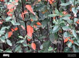 Image result for Clutia