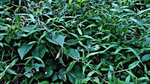8 Jenis Rumput Pakan Kelinci Yang Bagus Beserta Gambarnya Hobinatang