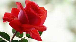 Download hd wallpapers for free on unsplash. Hd Wallpaper Beautiful Rose Flowers Images Free Download
