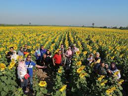 Kembang sarengenge, kembhang mataare, bungga ledomata; Hari 3 Kenangan Terindah Di Ladang Bunga Matahari Di Lopburi Azie Kitchen