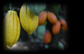 Image result for Voacanga pachyceras