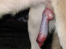 Giant dog cocks - Large dogs cock throbbing and cumming