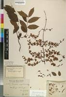 Image result for Oncinotis