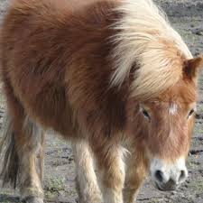 Falabella miniature horse association (fmha) 33222 n. Aus Welchen Grunden Sollte Man Sich Ein Falabella Kaufen Pony Gruende