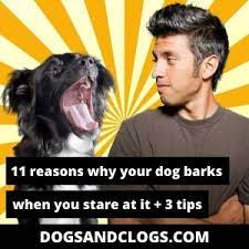 11 Reasons Why Your Dog Barks When You Stare At It 3 Tips