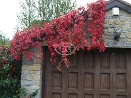 In partial shade, the plant grows slowly and may become leggy, as the plant focuses its energy into upward growth in an effort to find more light. Virginia Creeper 25 Pots 3 1 2 In Virginia Creeper Creepers Creeper Plants