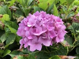 Maybe you would like to learn more about one of these? Amazing Meaning And Symbolism Of Hydrangea Flower Florgeous