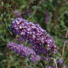 Image result for buddleia davidii
