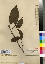 Image result for Coula edulis