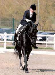 6 Beautiful Black Horses For Sale This Week Horse Hound
