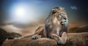 11 Wallpaper Animal Hd Wild Animals Hd Wallpapers Wallpaper Cave Download Best 3d Animal Wallpaper Wild Animal Wallpaper Animal Wallpaper Lion Wallpaper