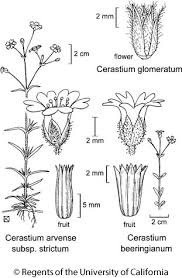 Image result for Cerastium