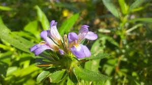 Image result for Hygrophila schulli