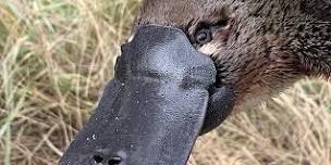 Upper Murrumbidgee Platypus Month: Guided Platypus Walks