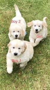 They are black & white in colour, they are also fully kc registered (kc papers are included) these puppies have a excellent pedigree as well as being. Kc Golden Retriever Puppies