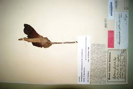 Image result for Amorphophallus abyssinicus