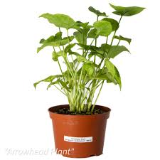 Image result for Syngonium podophyllum