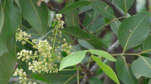 Image result for Melicoccus