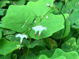 Image result for Blyxa hexandra