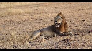 We strive to introduce you to the country, its … The Big Cats Of East Africa Safari Youtube
