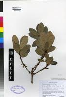 Image result for Synsepalum passargei