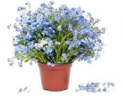Forget me not flowers bouquet. Big Bouquet From Spring Blue Stock Image Colourbox