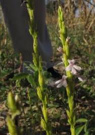 Image result for Striga gesnerioides