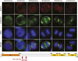 We did not find results for: Role For Polo Like Kinase 4 In Mediation Of Cytokinesis Pnas