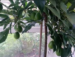 Faites Pousser Un Avocatier Dans Un Petit Pot Chez Vous Avocatier En Pot Faire Pousser Un Avocatier Avocatier