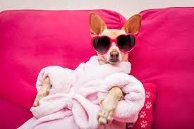 Dolce Dog